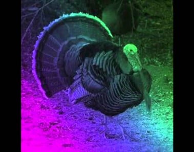 Turkey Burgers (Official Audio)