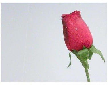 Blackberry Rose