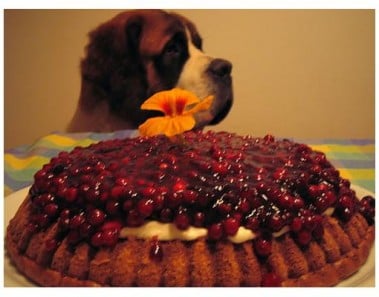 Blueberry Cream Cheese Pie