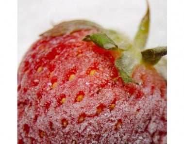Frozen Strawberries