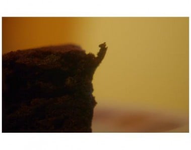 Gooey Chocolate Brownies