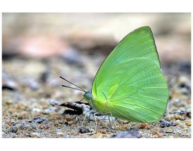 Lemon Or Orange Cottage Cheese Pancakes