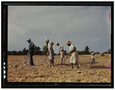 Plain Or Filled Dewey Buns