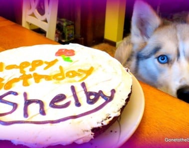 BIRTHDAY CAKE for the Dog Homemade How to Dog Birthday Cake Recipe | Snacks with the Snow Dogs 20