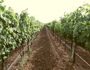 Alain Ducasse e Slow Food Toscana a L’Andana – Tenuta La Badiola